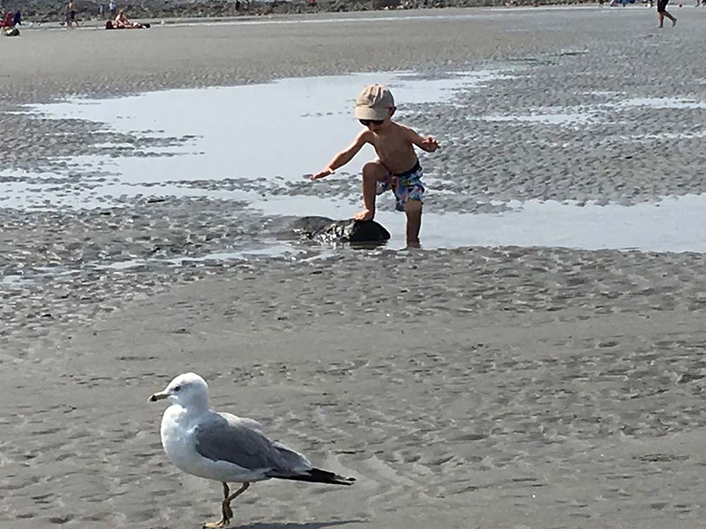 Sea Gull and boy playing on beach